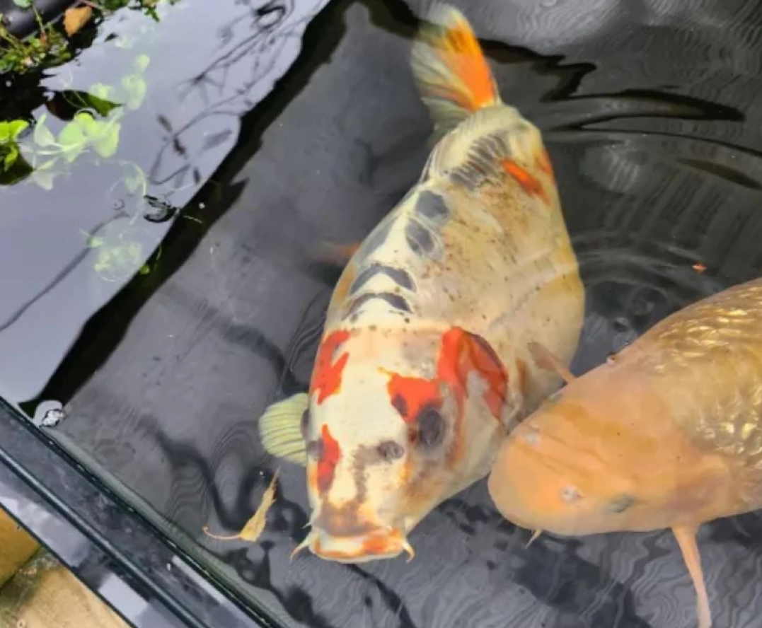 Риба з "людським обличчям": чоловік купив японського карпа, а отримав неймовірний екземпляр